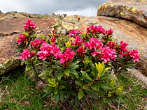 Alpenrose (Rhododendron ferrugineum) on rock in Dolomites. Ciampac, Trentino, Italy. July.