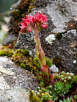 Cobweb houseleek (Sempervivum arachnoideum) flowering amongst Moss between rocks. Dolomites, Italy. July.