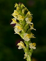 Long-beaked yellow lousewort (Pedicularis tuberosa). Fassa Valley, Dolomites, Trentino, Italy. June.
