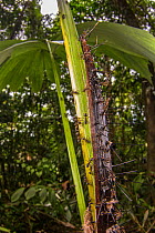 Palm (Korthalsia robusta) a myrmecophyte plant defended by ants (Myrmoplatys sp.) which live symbiotically with it. Poring Hot Springs, Borneo.