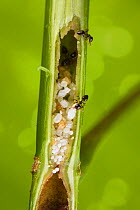 Ants (Crematogaster sp) carrying their larvae and pupae into their host plant (Macaranga sp.), Borneo