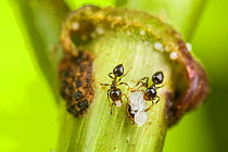 Ants (Crematogaster sp) carrying their larvae and pupae into their host plant (Macaranga sp.), Borneo