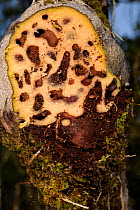 Hydnophytum formicarum, a myrmecophile plant that live in a mutualistic association with a colony of ants. Detail of internal structures. Bako National Park, Borneo.