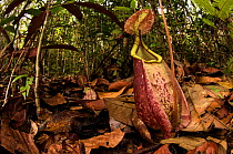 Nepenthes rafflesiana, lower pitcher, Bako National Park, Sarawak, Borneo.