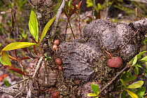 Myrmecodia tuberosa, myrmecophyte ant-plant with ants. Bako National Park, Sarawak, Borneo. On the left, a smaller Hydnophytum formicarum with leaves.