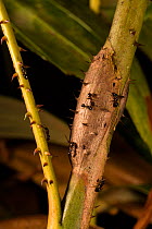 Korthalsia rostrata myrmecophyte plant with symbiotic ants (Cerataphis sp.), Bako National Park, Sarawak, Borneo.