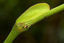 Leea indica, a myrmecophile plant with an ant (Crematogaster sp.) on its pearl bodies, a growth which provides food fo the ants who protect the plant. Bako National Park, Sarawak, Borneo.