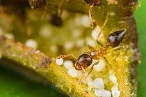 Crematogaster ants working on their home-plant, a myrmecophilous Macaranga sp., Lambir Hills National Park, Sarawak, Borneo
