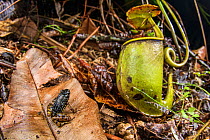 Saffron bellied frog (Chaperina fusca) and pitcher plant. Lambir Hills National Park. Sarawak, Borneo