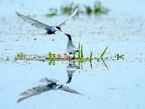 Whiskered tern (Chlidonias hybrida) pair in courtship. Danube delta, Romania. May.