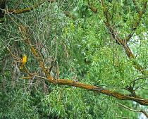 Golden oriole (Oriolus oriolus) perched in Willow (Salix sp) tree. Danube delta, Romania. May.