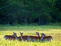Fallow deer (Dama dama) herd in grassland with Midges overhead. Oland, Gotland, Sweden. June.