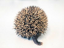 Hedgehog (Erinaceus europaeus) aged two weeks in rehabilitation centre, rear view. Norway. July. Captive. Controlled conditions.