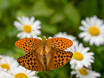 Silver-washed fritillary butterfly (Argynnis paphia) pair mating amongst Oxeye daisy (Leucanthemum vulgare) flowers. Ski, Viken, Norway. July.