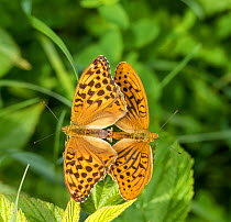 Silver-washed fritillary butterfly (Argynnis paphia) pair mating. Ski, Viken, Norway. July.