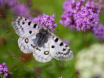 Apollo butterfly (Parnassius apollo). Telemark, Norway. July.