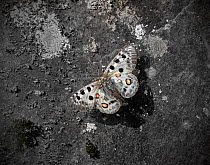 Apollo butterfly (Parnassius apollo) in flight over ground. Telemark, Norway. July.
