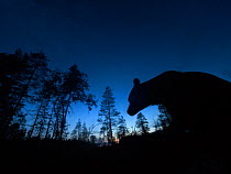 Brown bear (Ursus arctos) silhouetted in forest at night. Finland. August.