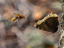 European hornet (Vespa crabro) launching attack on resting Camberwell beauty butterfly (Nymphalis antiopa). Akershus, Norway. August.