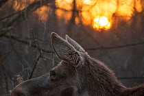 Moose (Alces alces) at sunrise. Biebrza National Park, Poland. April.