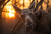 Moose (Alces alces) feeding at sunrise. Biebrza National Park, Poland. April.