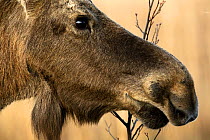 Moose (Alces alces) portrait. Biebrza National Park, Poland. April.