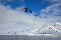 Fulmar (Fulmarus glacialis) in flight over Arctic ocean, snow covered mountains in background. Hornsund, Svalbard, Norway. May 2018.