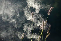 Timothy grass (Phleum pratense) spreading clouds of pollen, a wind pollinated plant. Norway. July. Highly commended in Plants and Fungi section of Nature Photographer of the Year Competition 2020. Com...