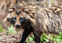 Raccoon dog (Nyctereutes procyonoides) portrait. Danube delta, Romania. May.