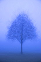 Tree in fog. Akershus, Viken, Norway. November. Multiple exposure.