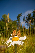 Bog fritillary butterfly (Boloria eunomia) pair mating on Oxeye daisy (Leucanthemum vulgare) flower in meadow. Akershus, Viken, Norway. July 2019.