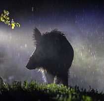 Wild boar (Sus scrofa) sow silhouetted in rain at night. South Sweden. May.