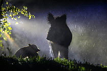 Wild boar (Sus scrofa) sow with piglet, silhouetted in rain at night. South Sweden. May.