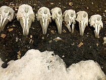 Beluga whale (Delphinapterus leucas) skulls in a line, Kvitfiskodden, Bellsundet, Svalbard, Norway. 2007. There was intensive hunting in this area in the 1920s and 1930s