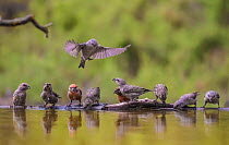 Parrot crossbill (Loxia pytyopsittacus) flock drinking at water&#39;s edge. Alicante, Valencian Community, Spain. August.