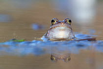 Moor frog (Rana arvalis). Biebrza National Park, Poland. April.