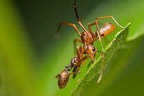 Ant-mimicking crab spider (Amyciaea lineatipes) predating a weaver ant (Oecophylla smaragdina) . Ant-mimicking crab spiders live around ant colonies. Buxa tiger reserve, India. Winning Portfolio of th...