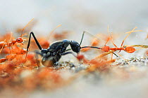 A group of weaver ants (Oecophylla smaragdina) attacking a solitary Indian queenless ant (Diacamma sp) Buxa tiger reserve, India. Winning Portfolio of the Wildlife Photographer of the Year Awards (WPO...