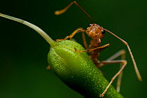 A weaver ant (Oecophylla smaragdina) in attacking mode when the photographer approached close to it. Buxa tiger reserve, India. Winning Portfolio of the Wildlife Photographer of the Year Awards (WPOY)...