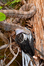 Grand Canyon rattlesnake (Crotalus oreganus abyssus) feeding on Northern mocking bird (Mimus polyglottos). Havasu Canyon, Grand Canyon National Park, Arizona, USA. September.