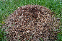 Red ant (Formica sp) colony on anthill. Yellowstone National Park, Wyoming, USA. June.