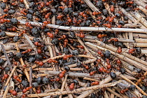 Red ant (Formica sp) colony on anthill. Yellowstone National Park, Wyoming, USA. June.
