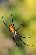 Golden silk orbweaver spider (Nephila clavipes) on web. Alexander Springs, Ocala National Forest, Florida, USA. October.