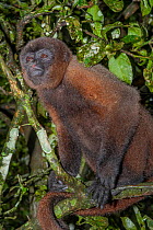 Mantled howler monkey (Alouatta palliata) in tree, portrait. Ecuador.