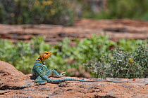 Common collared lizard (Crotaphytus collaris auriceps) male basking on rock. Arches National Park, Utah, USA. May.