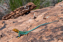 Common collared lizard (Crotaphytus collaris auriceps) male basking on rock. Arches National Park, Utah, USA. May.