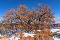Pinyon pine (Pinus edulis), dead tree killed by Bark beetle (Ips sp), in snow. Capitol Reef National Park, Utah, USA. January.