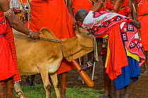 Maasai woman collecting blood from venous puncture on neck of cow. Traditionally blood is used to add protein to the diet, especially of the sick. Maasai Mara National Reserve, Kenya. 2007.