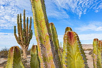 Senita cactus (Pachycereus schottii) in Sonoran Desert, Mexican giant cardon (Pachycereus pringlei) in background. Valley of the Giants, Baja California, Mexico.