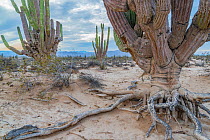 Mexican giant cardon cactus (Pachycereus pringlei) in Sonoran Desert, root system visible above eroded soil, Valley of the Giants, San Felipe, Baja California, Mexico. 2013.